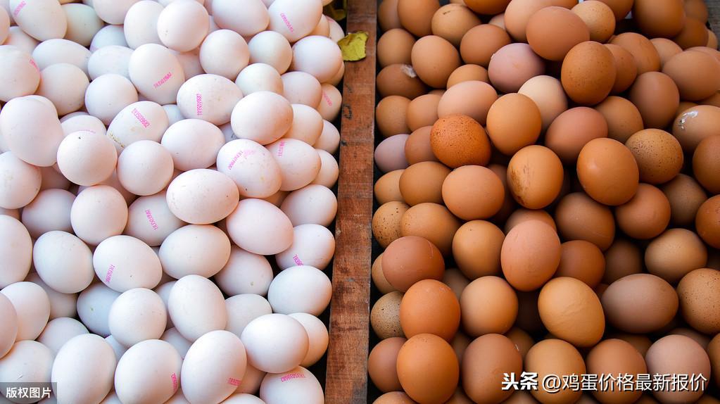 最新雞蛋價(jià)格今日行情報(bào)告，今日雞蛋價(jià)格更新