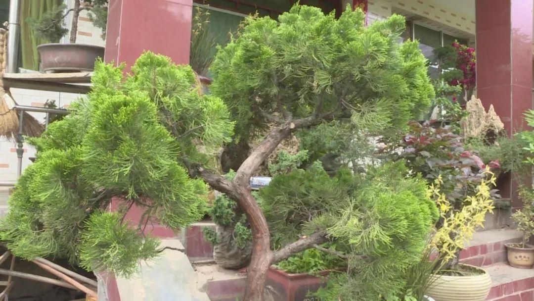 最新映山紅求購,最新映山紅求購，學(xué)習(xí)變化，綻放自信與成就之花