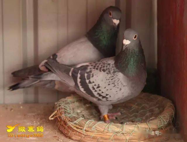 鴿子最新用具揭秘，小巷中的神秘寶藏探索