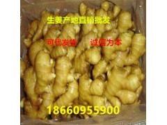 萊州生姜最新價格概覽，市場走勢、種植技術(shù)影響及案例分析